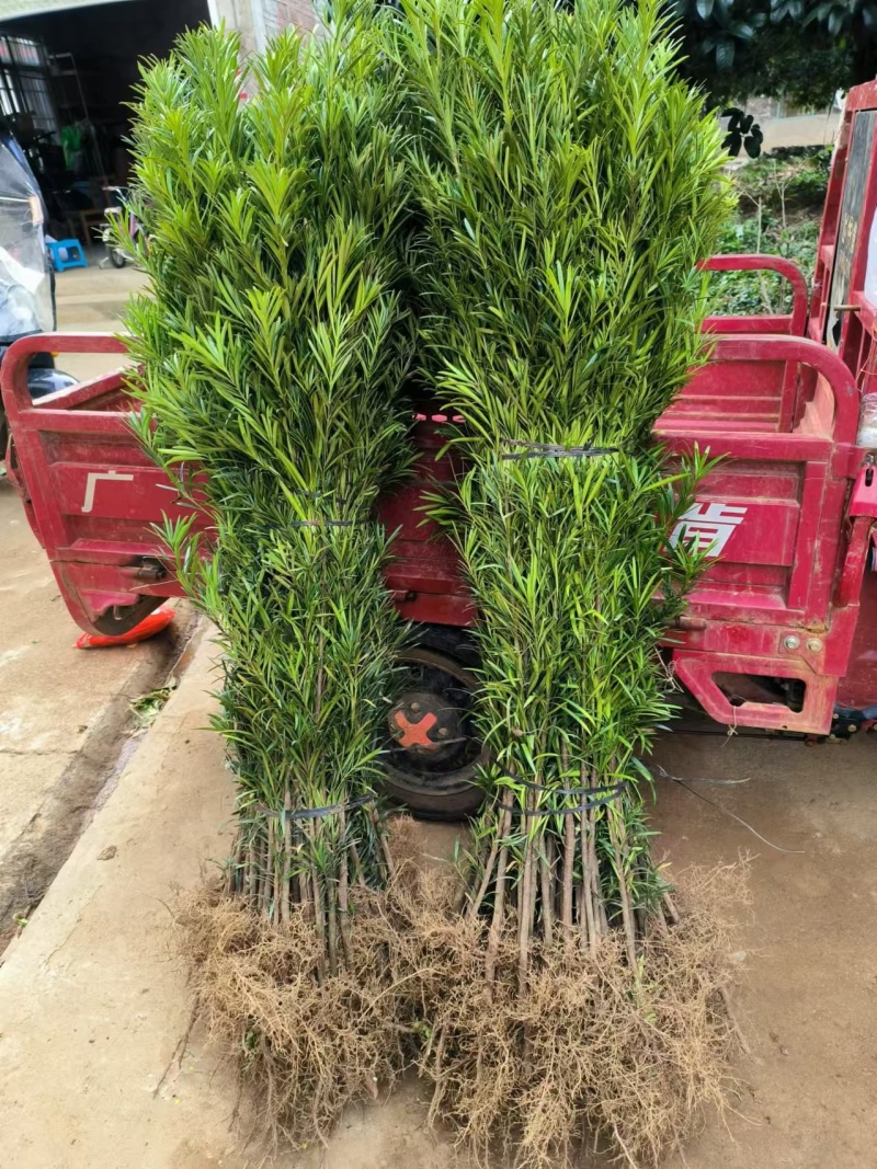 罗汉松树苗罗汉苗庭院盆栽别墅大型绿植造型室内外种