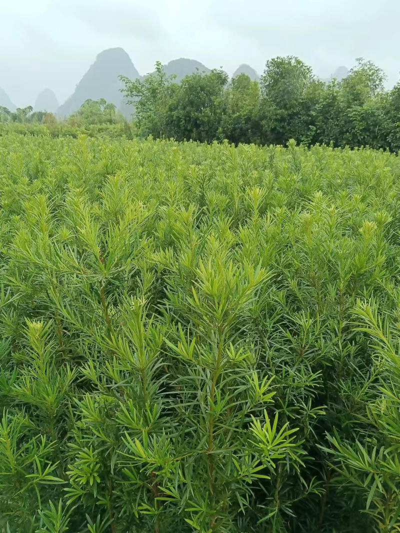 罗汉松树苗罗汉苗庭院盆栽别墅大型绿植造型室内外种