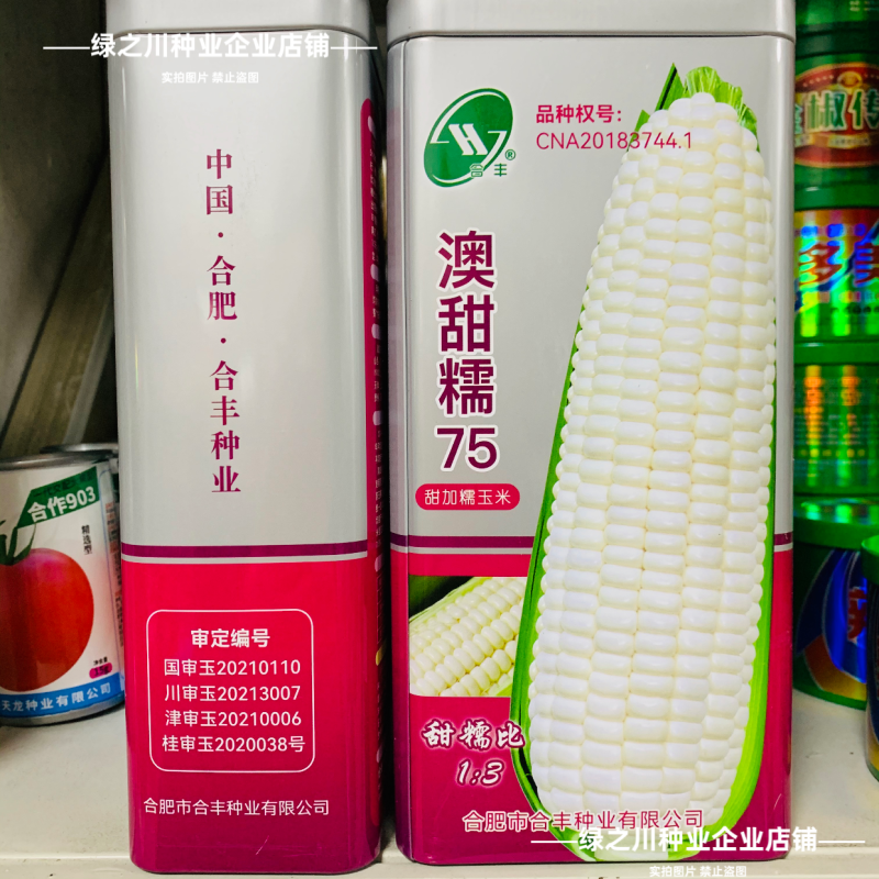 澳甜糯75玉米种子矮杆早熟大棒甜加糯玉米种子白甜糯玉米种