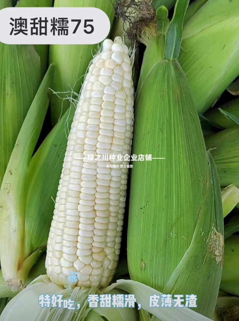 澳甜糯75玉米种子矮杆早熟大棒甜加糯玉米种子白甜糯玉米种