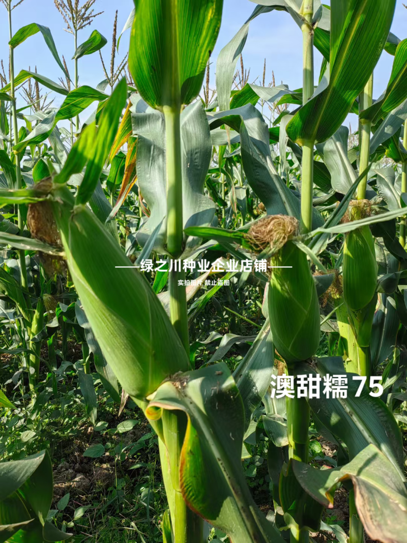 澳甜糯75玉米种子矮杆早熟大棒甜加糯玉米种子白甜糯玉米种