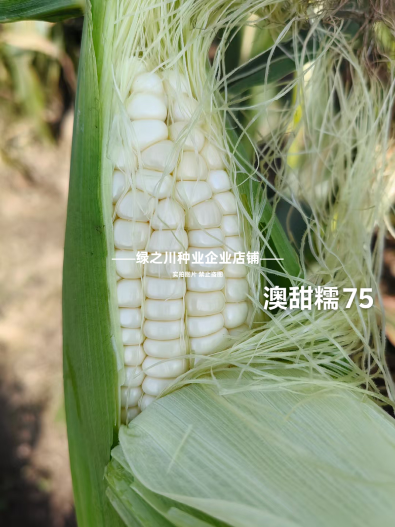 澳甜糯75玉米种子矮杆早熟大棒甜加糯玉米种子白甜糯玉米种