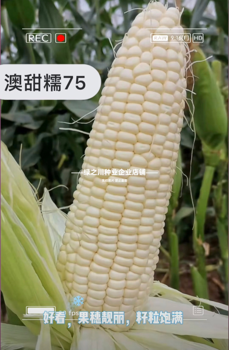 澳甜糯75玉米种子矮杆早熟大棒甜加糯玉米种子白甜糯玉米种