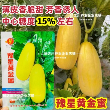 豫艺黄金蜜甜瓜种子薄皮香脆甜高产黄皮笋瓜黄金甜瓜种子超甜