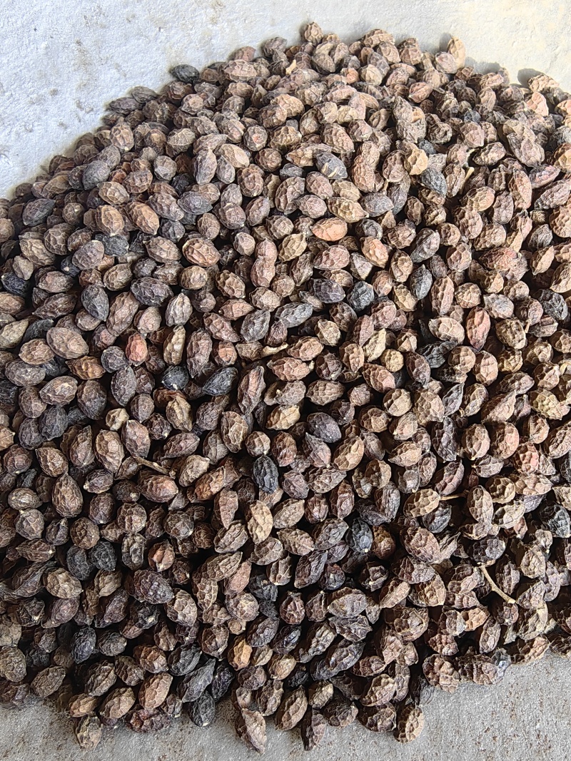 鸦胆子鸭蛋籽优质鸦胆子批发各种中药材一手货源产地直销
