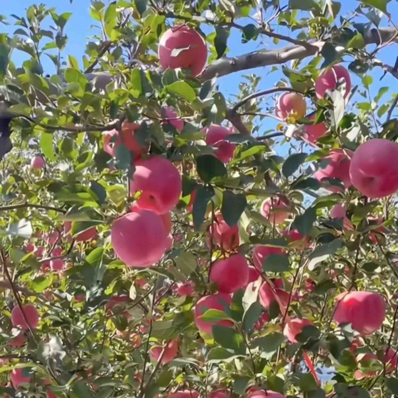 红富士苹果山东红富士苹果皮薄多汁基地直发量大从优
