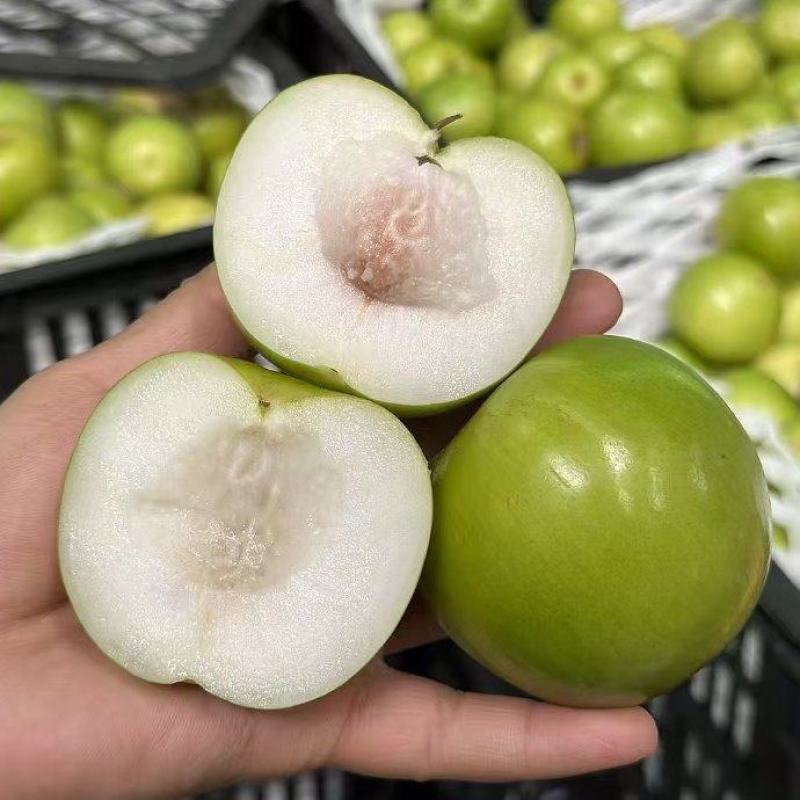 云南正宗西双版纳苹果枣翡翠牛奶枣非大青枣大量有货代发批发