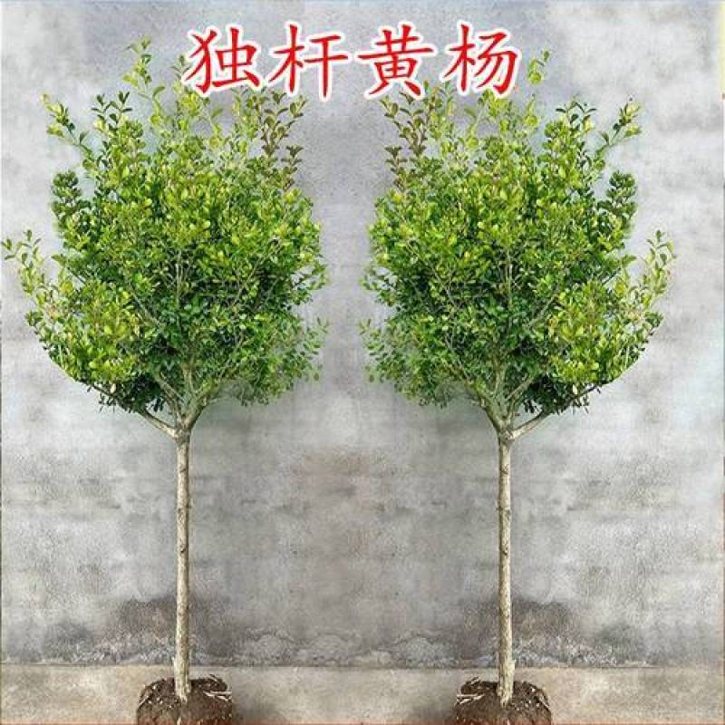 小叶黄杨小叶黄杨球瓜子黄杨球常年有货，可围绿篱