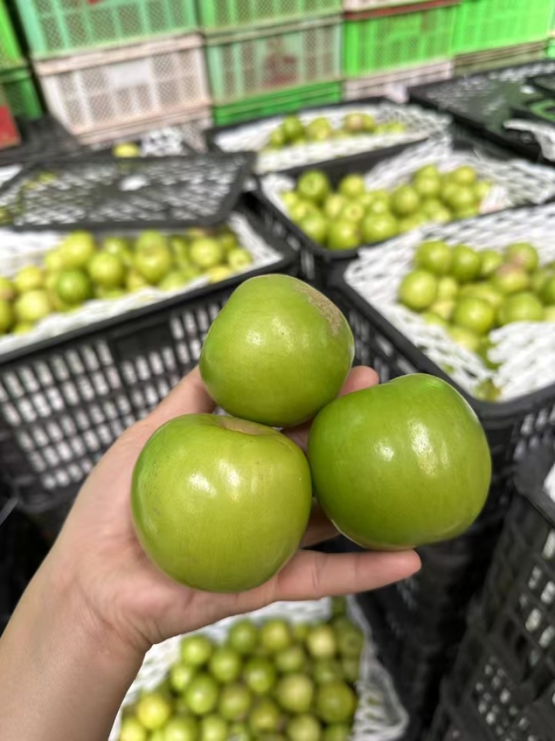云南正宗西双版纳苹果枣翡翠牛奶枣非大青枣大量有货代发批发