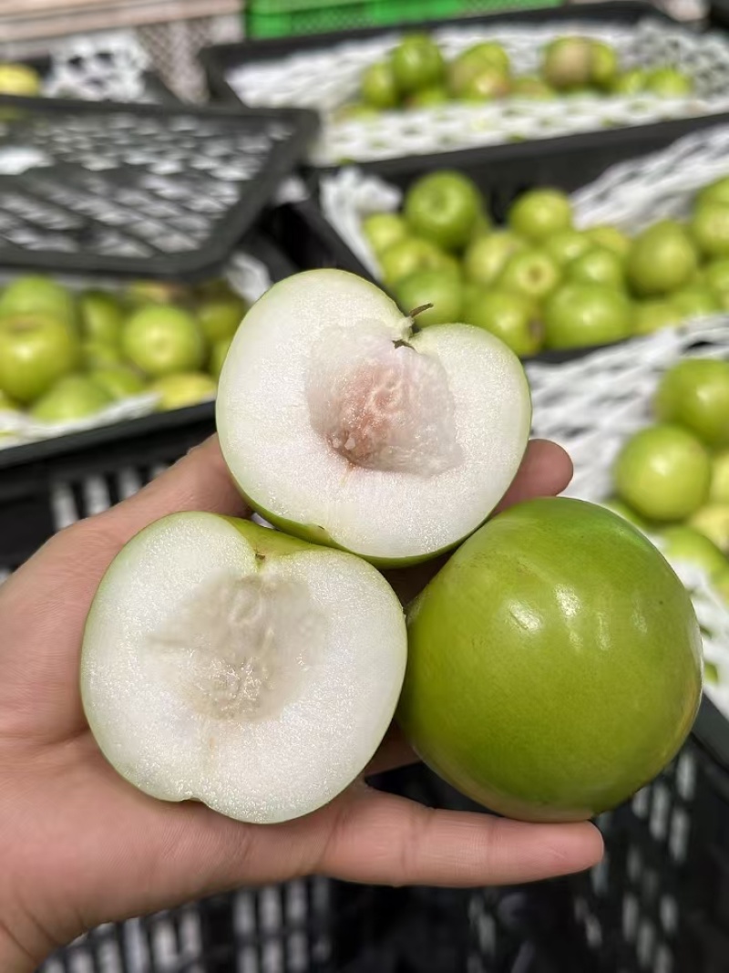 云南正宗西双版纳苹果枣翡翠牛奶枣非大青枣大量有货代发批发