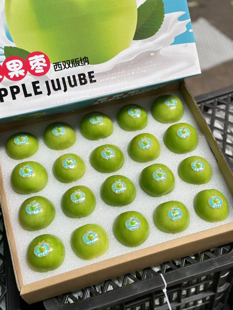云南正宗西双版纳苹果枣翡翠牛奶枣非大青枣大量有货代发批发