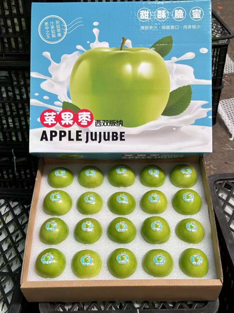 云南正宗西双版纳苹果枣翡翠牛奶枣非大青枣大量有货代发批发