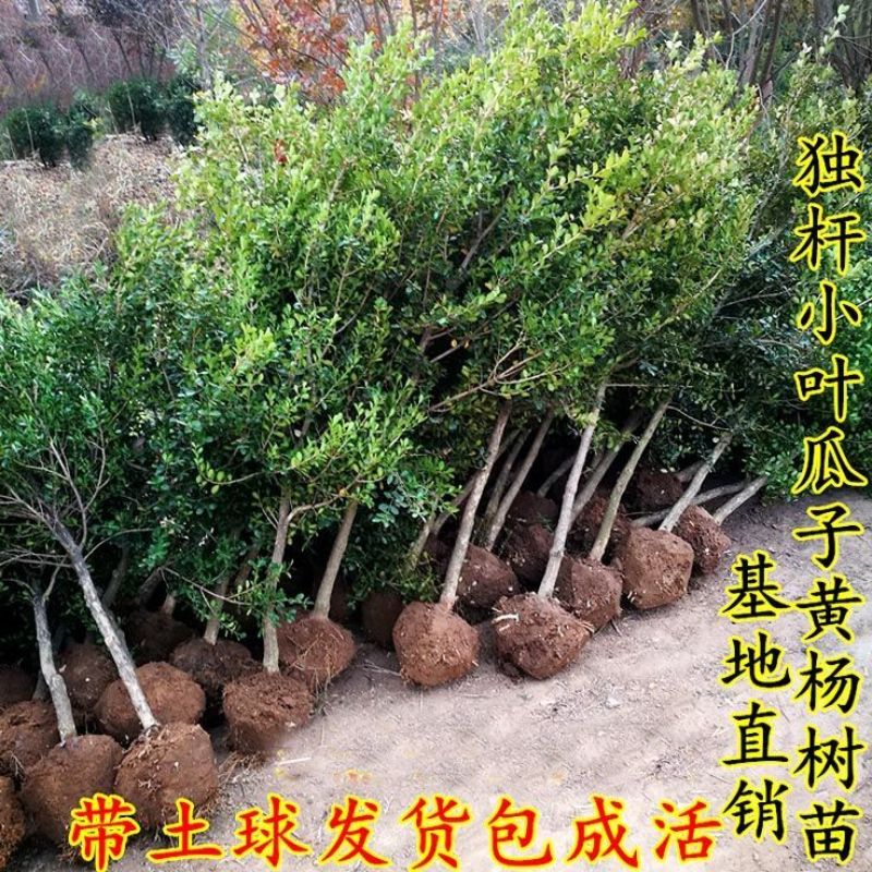 小叶黄杨球瓜子黄杨球小叶黄杨苗工程色块苗一手货源