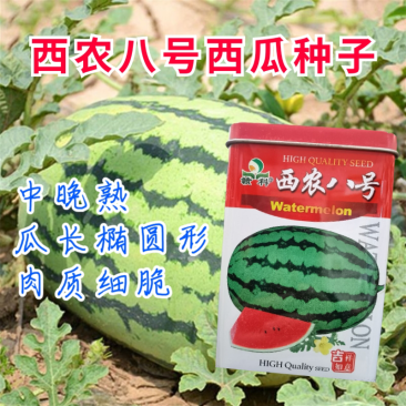 西农八号西瓜种子中晚熟花皮瓜瓤鲜红大果型耐重茬