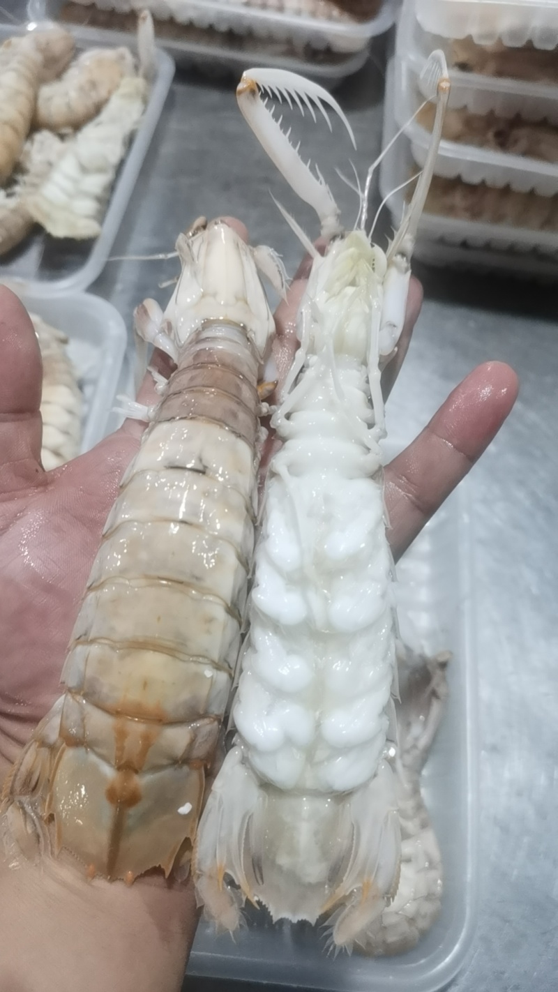 皮皮虾《活冻熟冻精品皮皮虾》