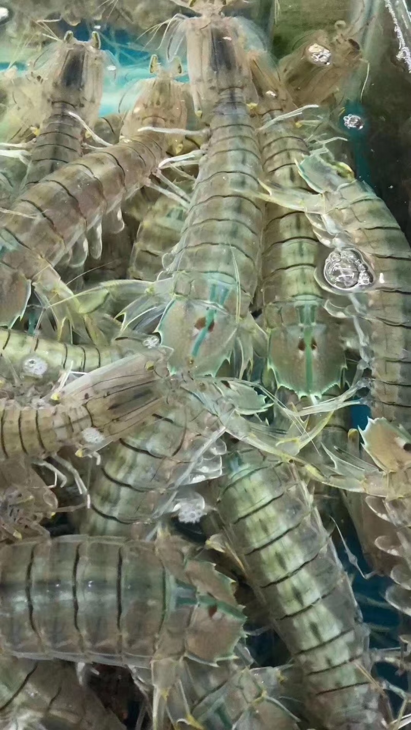 皮皮虾《活冻熟冻精品皮皮虾》