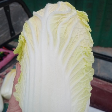 娃娃菜0.28一斤