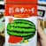 西农八号西瓜种子中晚熟花皮瓜瓤鲜红大果型耐重茬