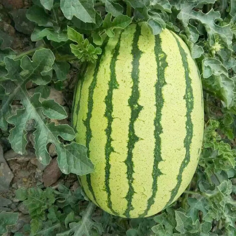 西农八号西瓜种子中晚熟花皮瓜瓤鲜红大果型耐重茬