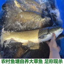 梧桐湖草鱼/散养/肉质细腻/整车发货鲜活