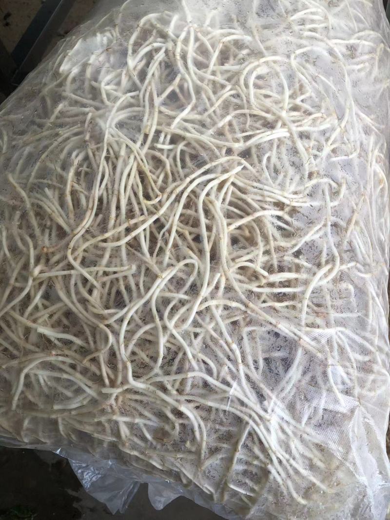 【推荐】湖北鱼腥草根折耳根节节根一手货源供应市场商超电商