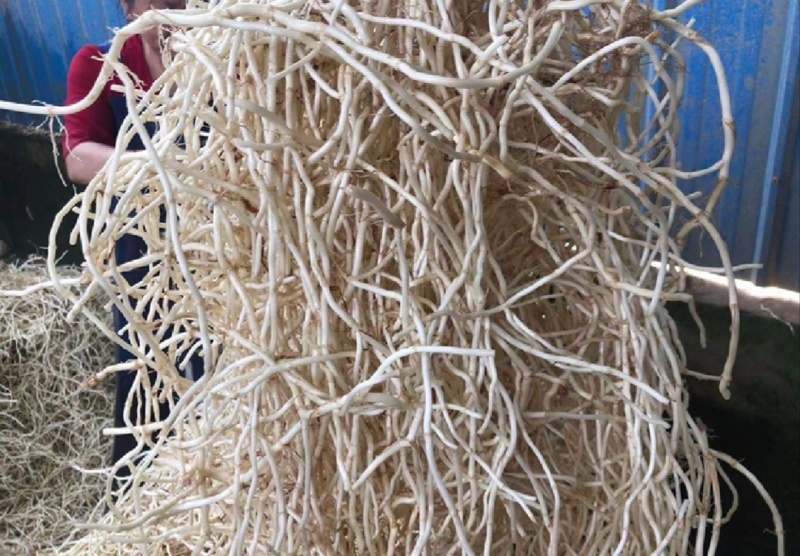 【推荐】湖北鱼腥草根折耳根节节根一手货源供应市场商超电商