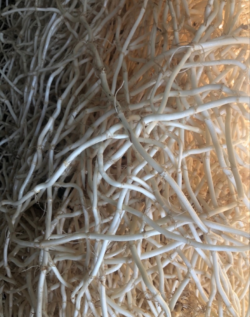 【推荐】湖北鱼腥草根折耳根节节根一手货源供应市场商超电商