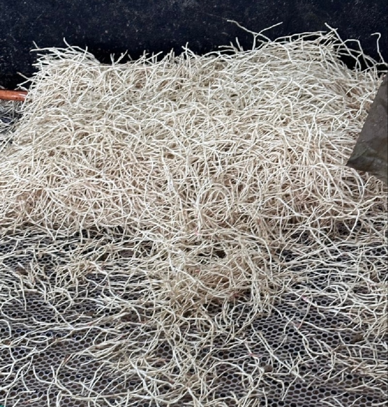 【推荐】湖北鱼腥草根折耳根节节根一手货源供应市场商超电商