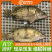 梧桐湖鳜鱼/桂鱼/湖北鳜鱼/原生态养殖/全国鲜活发货