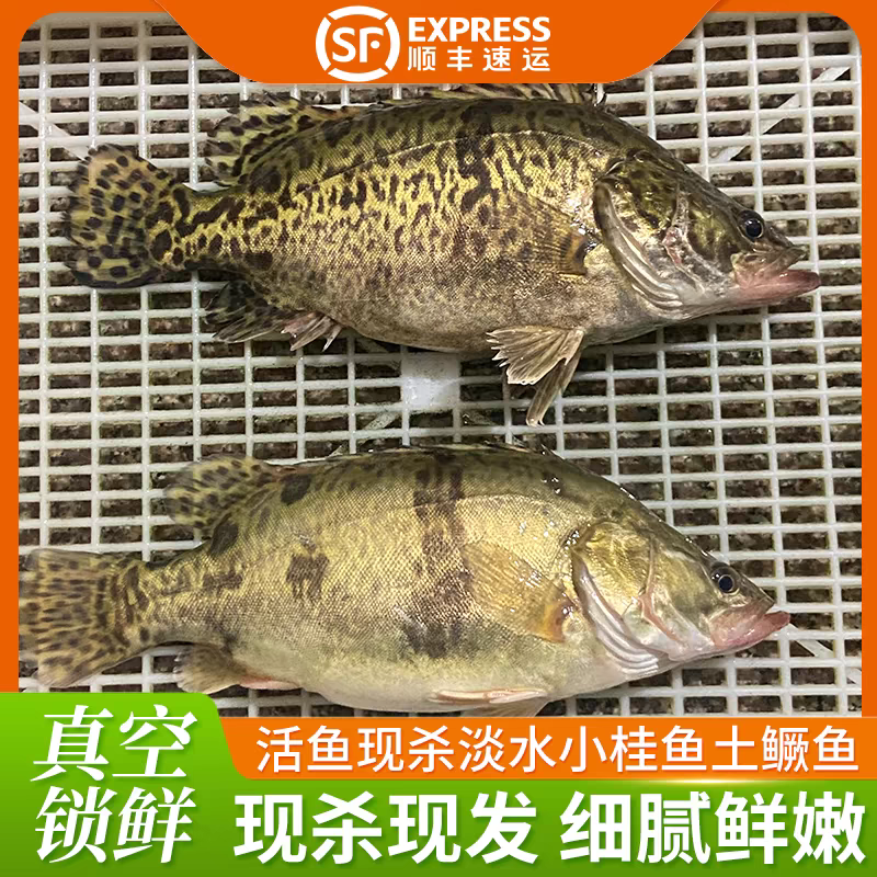 梧桐湖鳜鱼/桂鱼/湖北鳜鱼/原生态养殖/全国鲜活发货