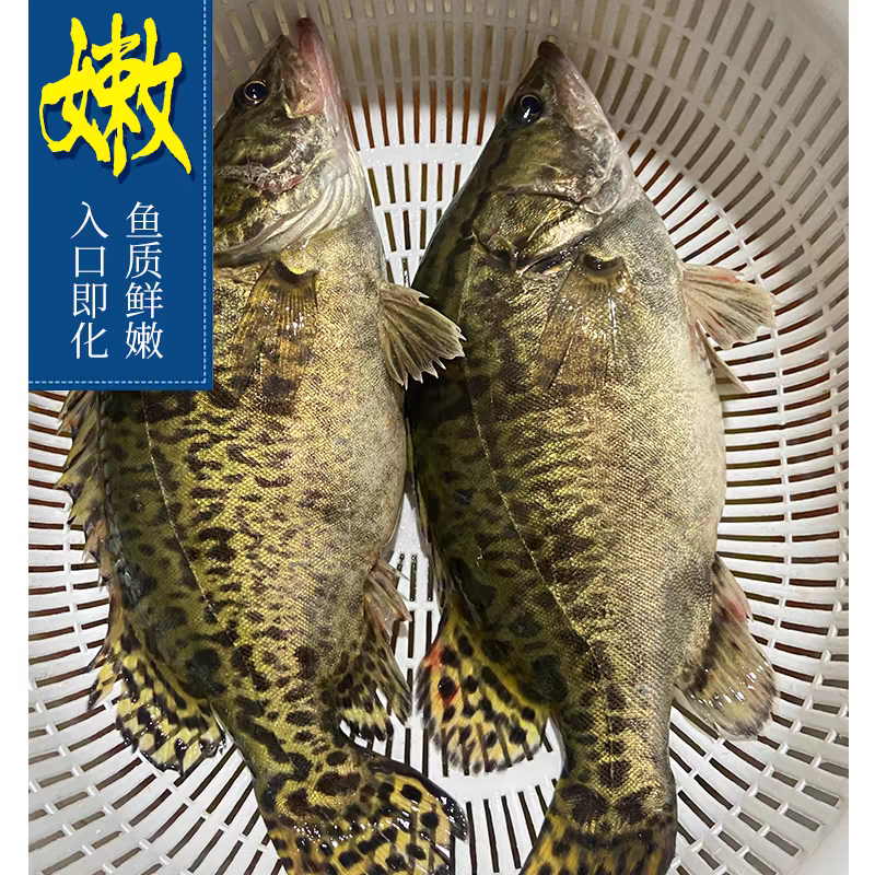 梧桐湖鳜鱼/桂鱼/湖北鳜鱼/原生态养殖/全国鲜活发货