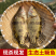 梧桐湖鳜鱼/桂鱼/湖北鳜鱼/原生态养殖/全国鲜活发货