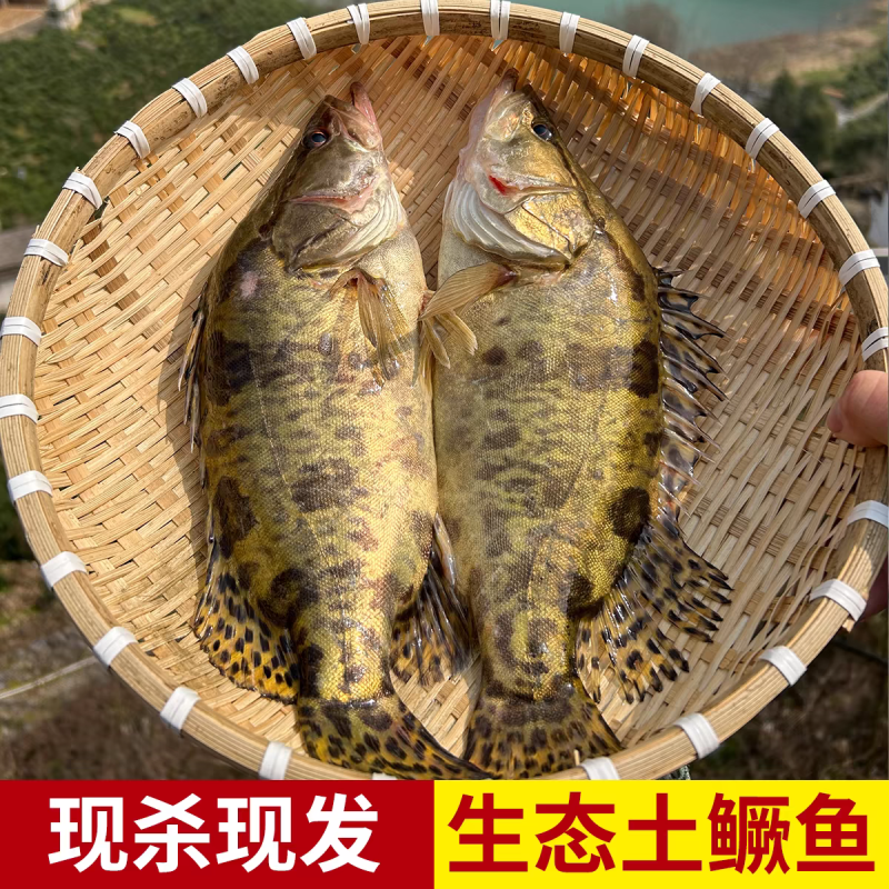 梧桐湖鳜鱼/桂鱼/湖北鳜鱼/原生态养殖/全国鲜活发货
