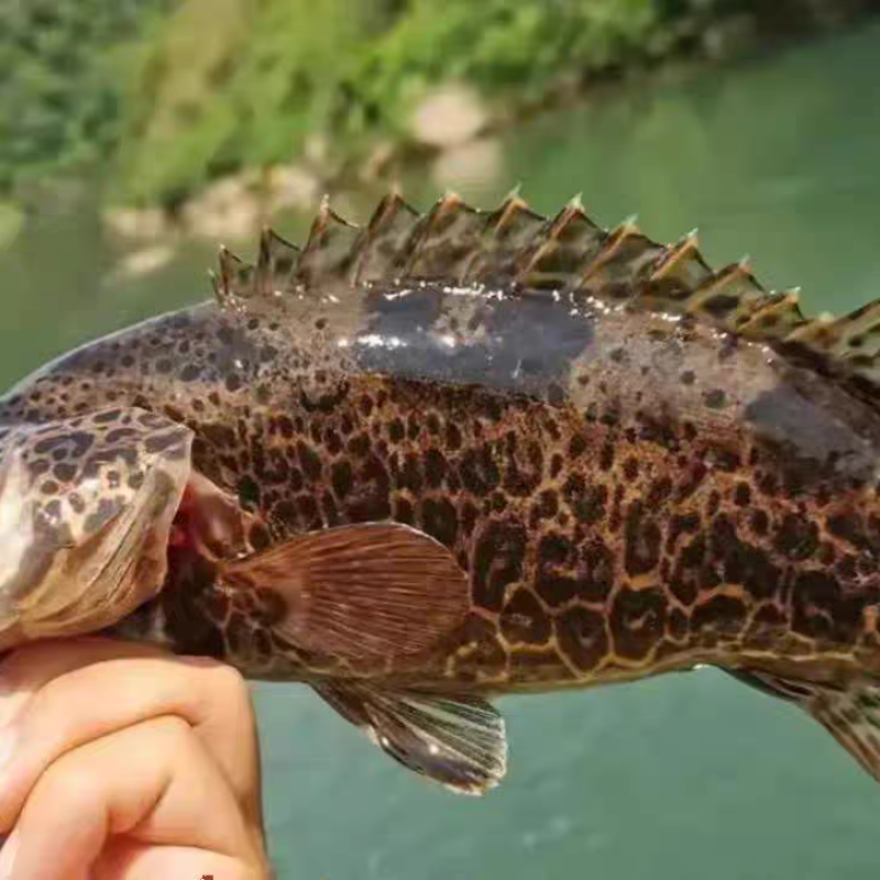 梧桐湖鳜鱼/桂鱼/湖北鳜鱼/原生态养殖/全国鲜活发货