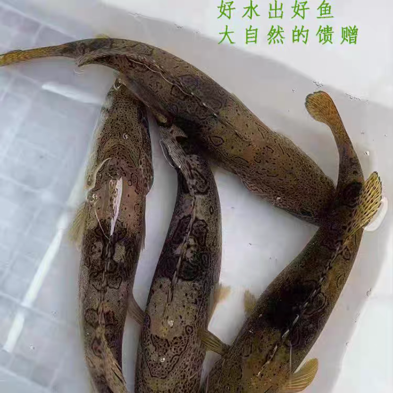 梧桐湖鳜鱼/桂鱼/湖北鳜鱼/原生态养殖/全国鲜活发货