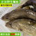 梧桐湖鳜鱼/桂鱼/湖北鳜鱼/原生态养殖/全国鲜活发货