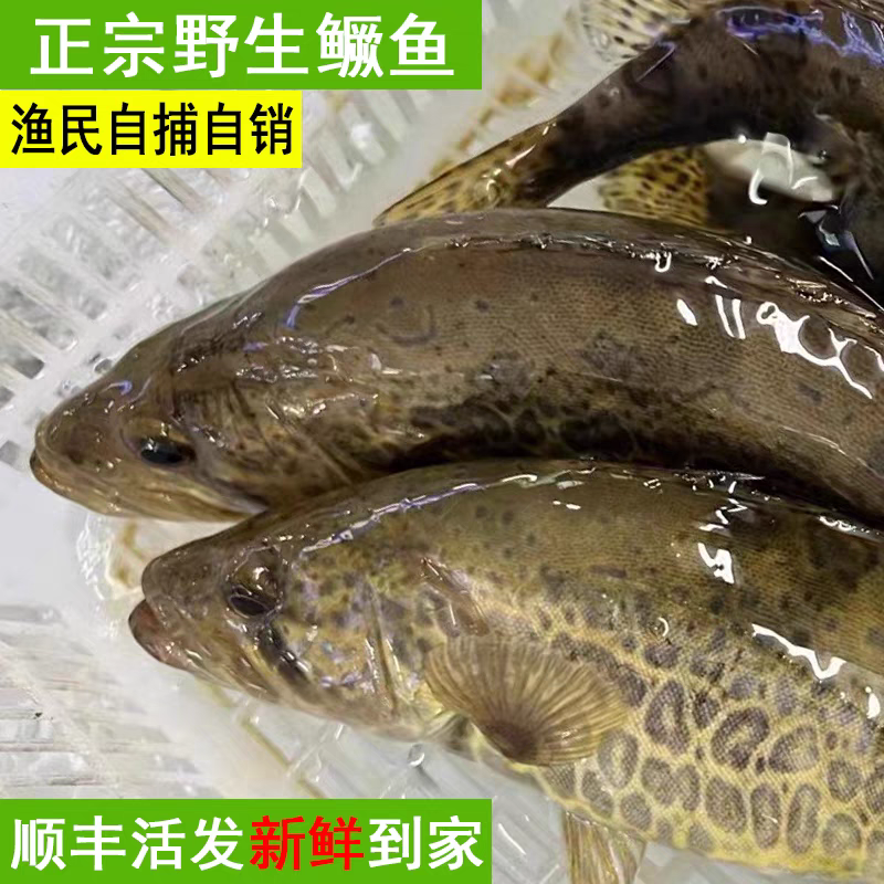 梧桐湖鳜鱼/桂鱼/湖北鳜鱼/原生态养殖/全国鲜活发货