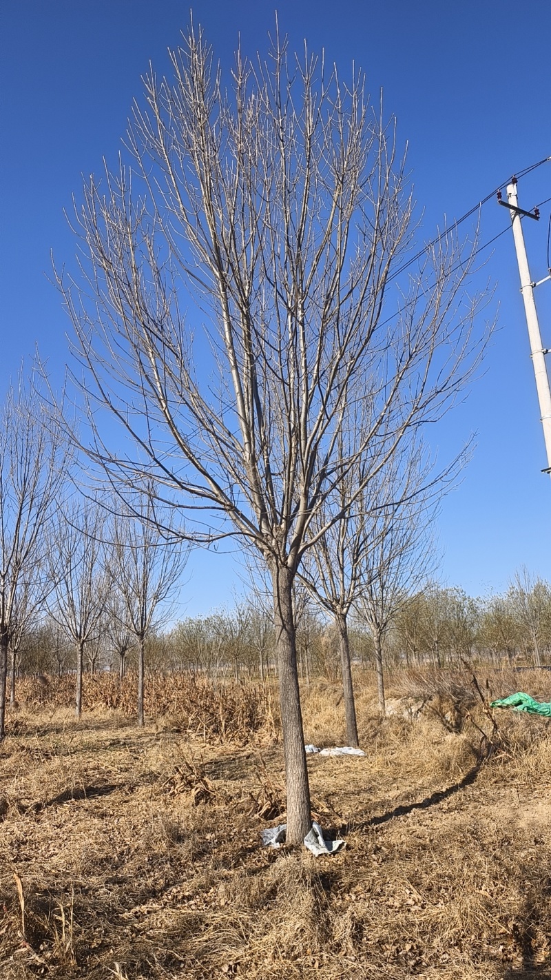 白蜡树规格齐全基地直供品质好价格低欢迎来电