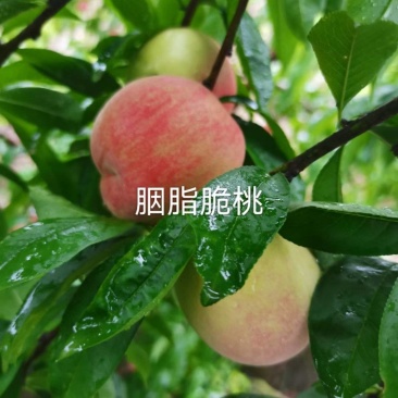 胭脂脆桃苗，早熟质优价高