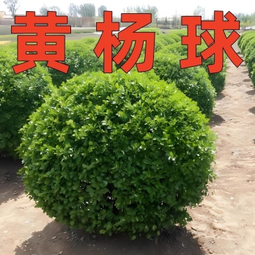 小叶黄杨球瓜子黄杨球小叶黄杨苗工程色块苗一手货源