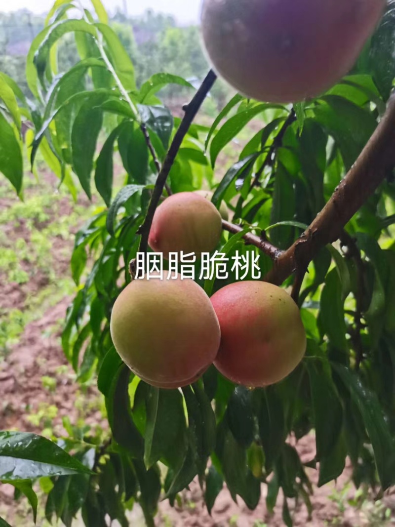 胭脂脆桃苗，早熟质优价高