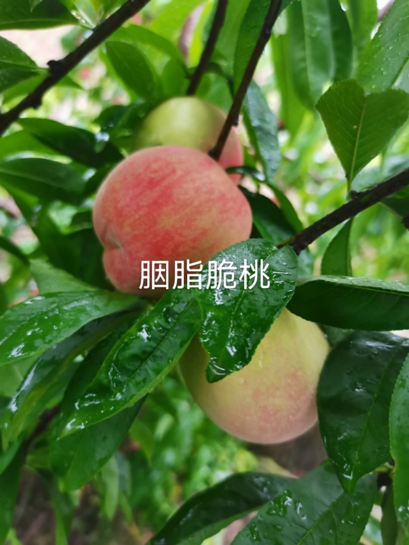 胭脂脆桃苗，早熟质优价高