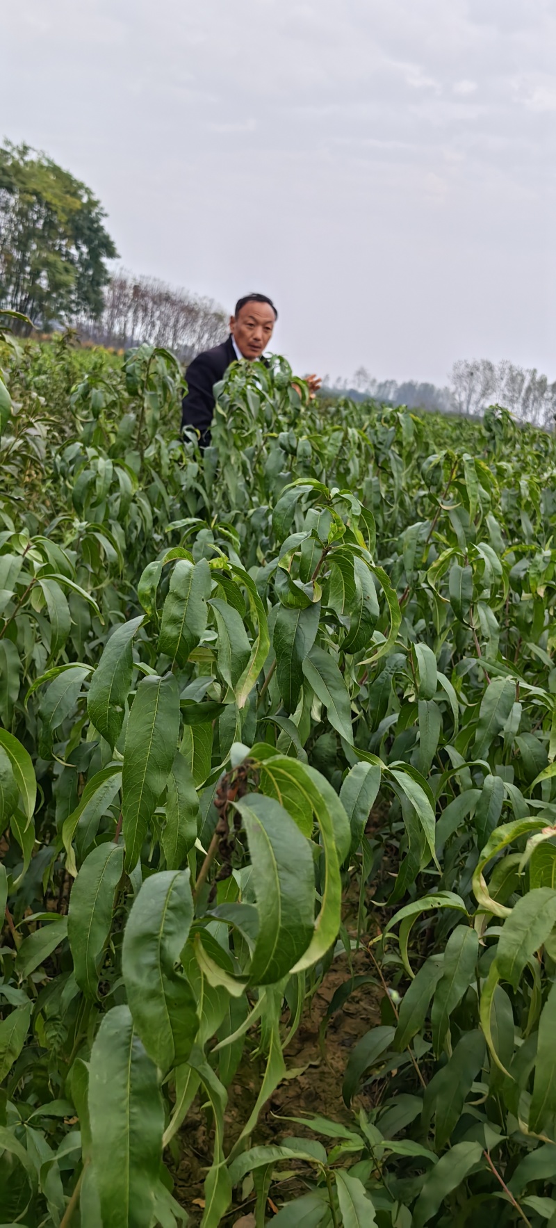 胭脂脆桃苗，早熟质优价高