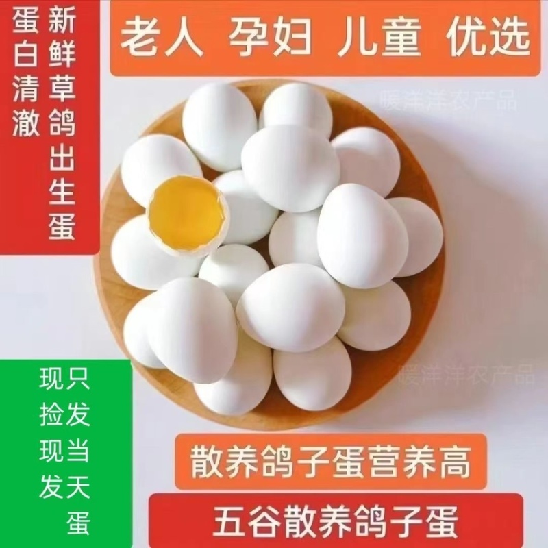 鸽子蛋批100个以上包邮