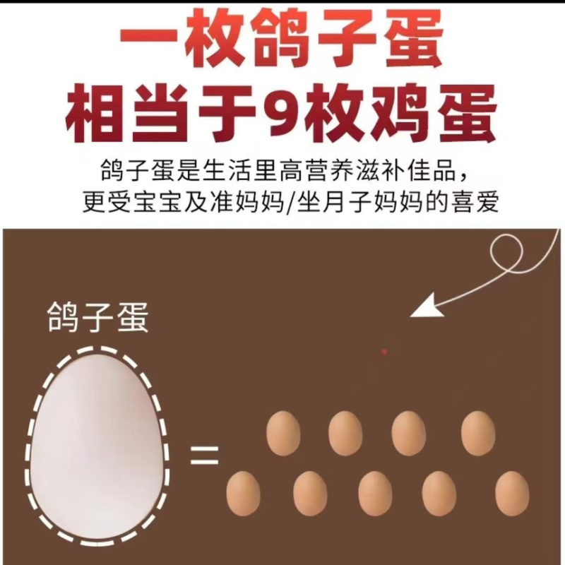 鸽子蛋批100个以上包邮