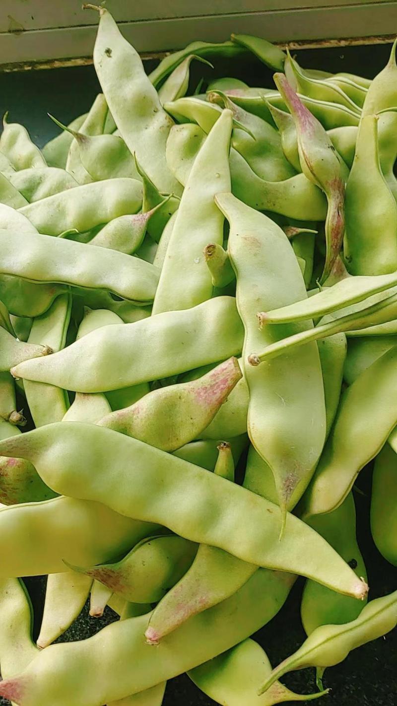 广东东北油豆角一点红油豆角，代办，团购，电商，一件代发