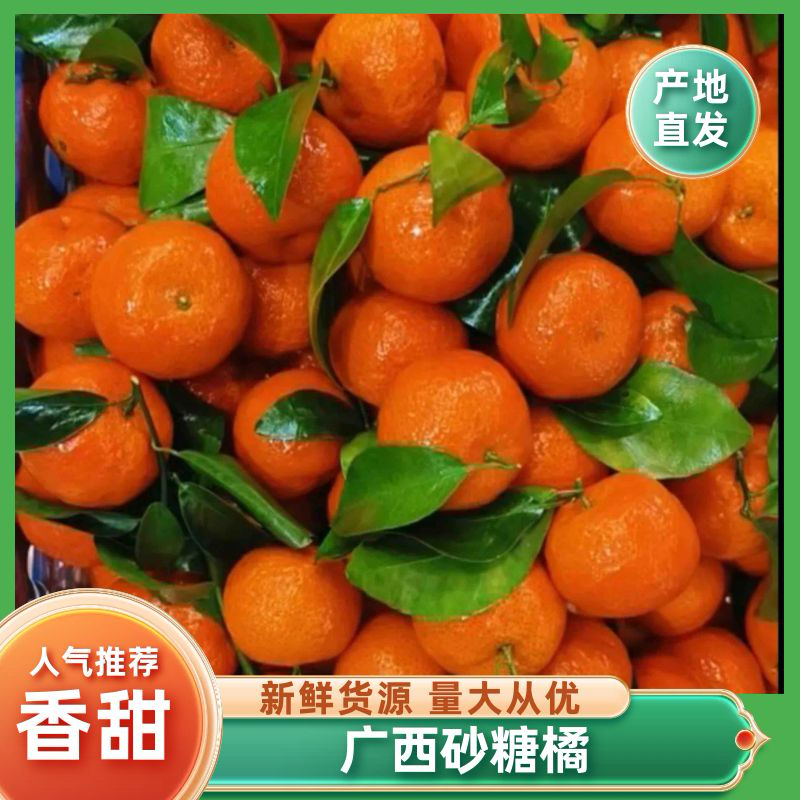 广西砂糖橘产地直发大量上市中需要的联系
