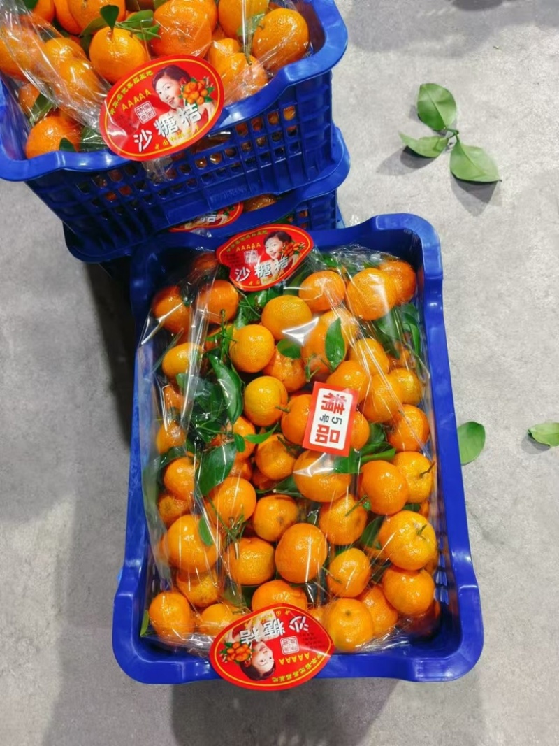 广西砂糖橘产地直发大量上市中需要的联系