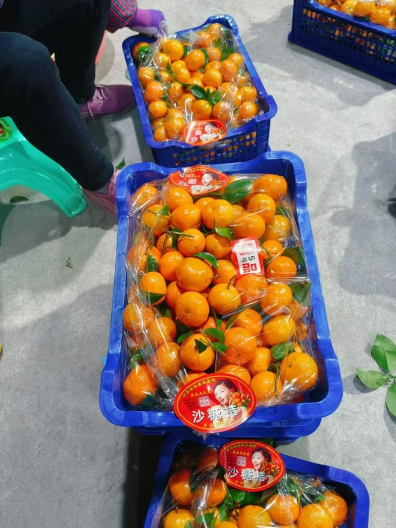 广西砂糖橘产地直发大量上市中需要的联系