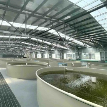 陆基高密度循环水养殖设备PP材料全套智能化设备